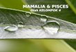 Mamalia & Pisces