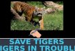 save tigres