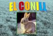 Projecte del conill. curs 2010 11