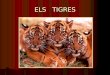 Els   Tigres