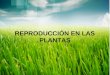 Reproduccion en las plantas