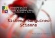 Sistema sanguíneo scianna y landsteiner wiener