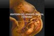 Anatomía del Aparato Genital Femenino