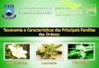 Sistemática Vegetal - Ordens: Magnoliales, Laurales e Piperales