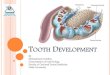 Tooth development  part 2