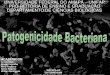 Patogenicidade Bacteriana