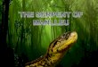 The Serpent of Manlleu (Czech Republic)
