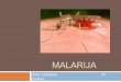 Malarija (mikrobiologija)