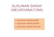 Susunan saraf (neuroanatomi)