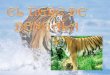 El tigre de bengala