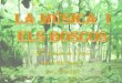 2ª Setmana de la Música: La música i els boscos