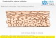 Pseudostratified columnar epithelium medical images for power point