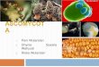 Klasifikasi jamur Ascomycota