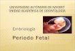 Periodo Fetal - Embriología