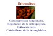 Eritropoyesis 2014