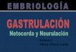 Clase de gastrulacion notocorda y neurulacion 2012