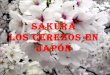 Sakura los-cerezos-en-japon-22033