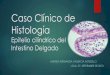 Caso Clínico de Histología