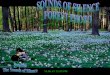 sounds of silence_forest