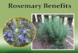 Rosemary benefits