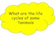 Life cycles of some animals