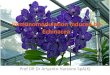 Immunomodulation Induced by Echinacea
