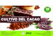 Avances tecnológicos en el cultivo del Cacao