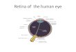 Human eye and retina anatomy
