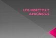 Los insectos y__aracnidos