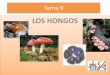 Tema 09 los hongos