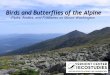 Birds and Butterflies of the Alpine: Pipits, Arctics, and Fritillaries on Mount Washington