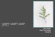 Leafy leafy leaf