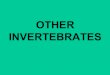 Other invertebrates ppt blog