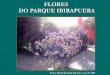 Flores Do Ibirapuera
