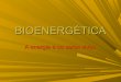 Bioenergética   respiração, fermentação e fotossíntese
