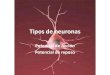 Tipos de neurona (dendritas, axon y cuerpo celular). Potencial de accion y reposo