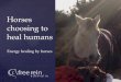 Horses choosing to heal humans