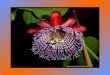 FLOWERS   PASSIFLORA     golgota virág