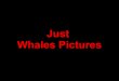 Just Whales Pictures