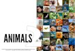 Science - All About Animals 2