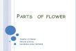 Parts  of flower