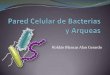 Alan Gerardo Roldán Blancas: Pared celular de bacterias y arqueas