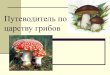путеводитель по царству грибов