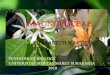 Ppt family magnoliaceae fitri astuti W.U  k4310029