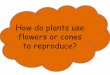 Plants use flowers or cones to reproduce