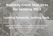 Kennedy Creek Poll Dorsets - sires used for 2013