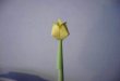Tulipano Origami