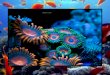 MACRO  PICS     Corals