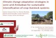 Climate change adaptation strategies in semi-arid Zimbabwe for sustainable intensification of crop-livestock systems