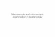 Macroscopic and microscopic examination in bacteriology